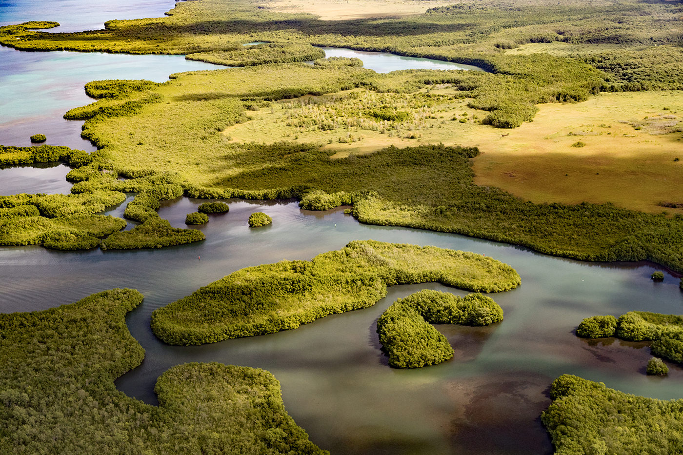 mangrove-vue-du-ciel- Programme du mois